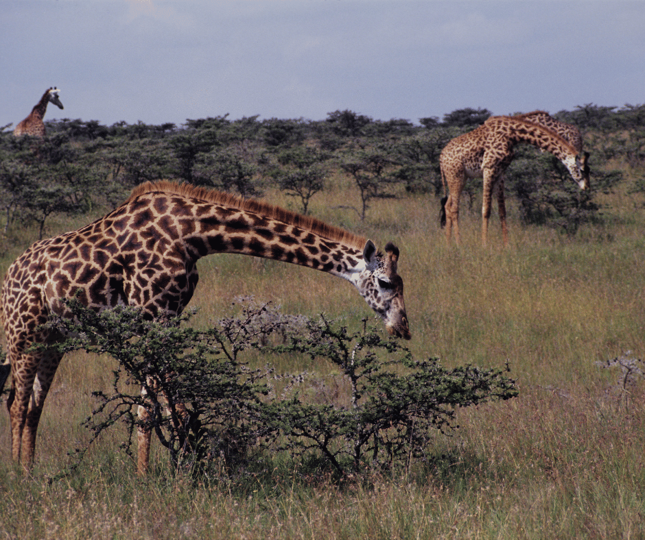 Giraffe Centre